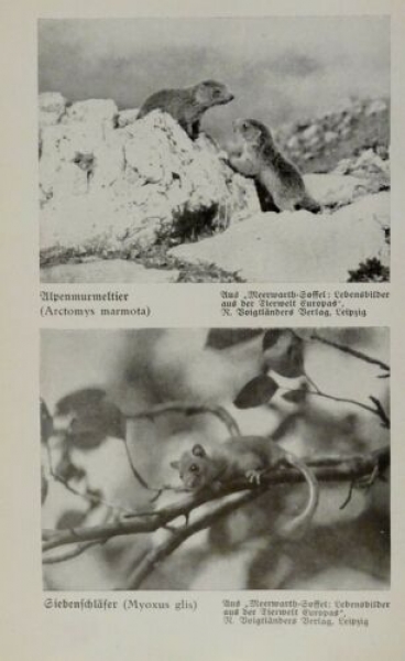 1926 - Alpenmurmeltier, Siebenschläfer / Assapan, Präriehund - alter Druck